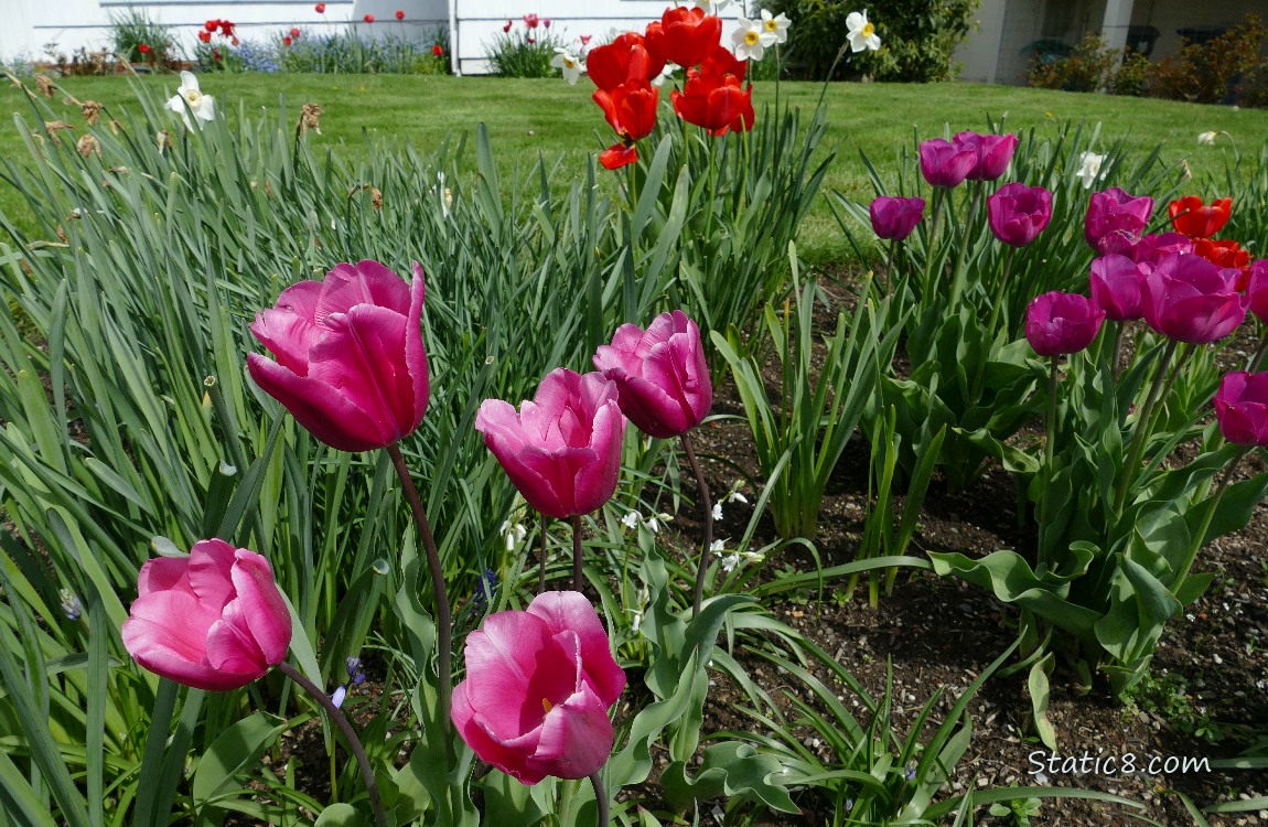 Tulips and Narcissus blooms in a flower bed