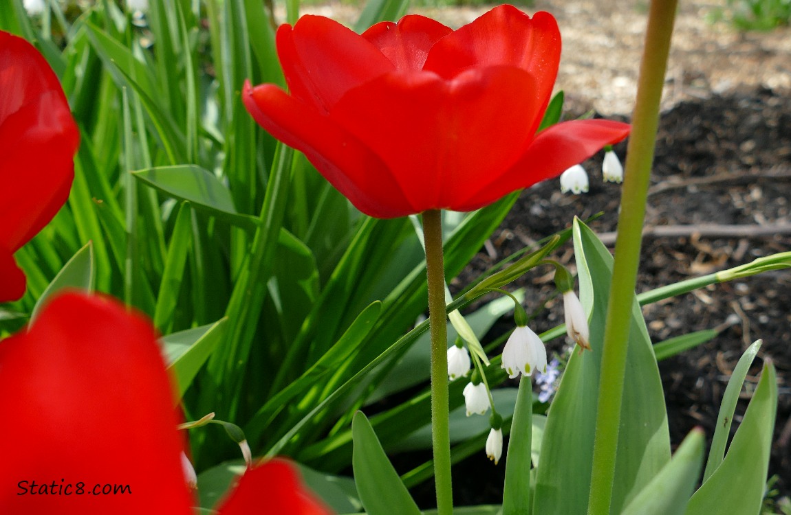 Red Tulip bloom with some small Snowdrop blooms