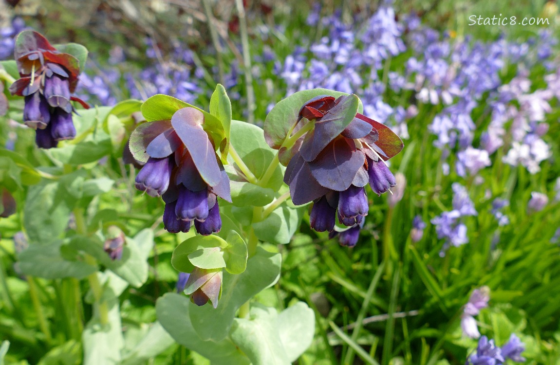 Purple flowers