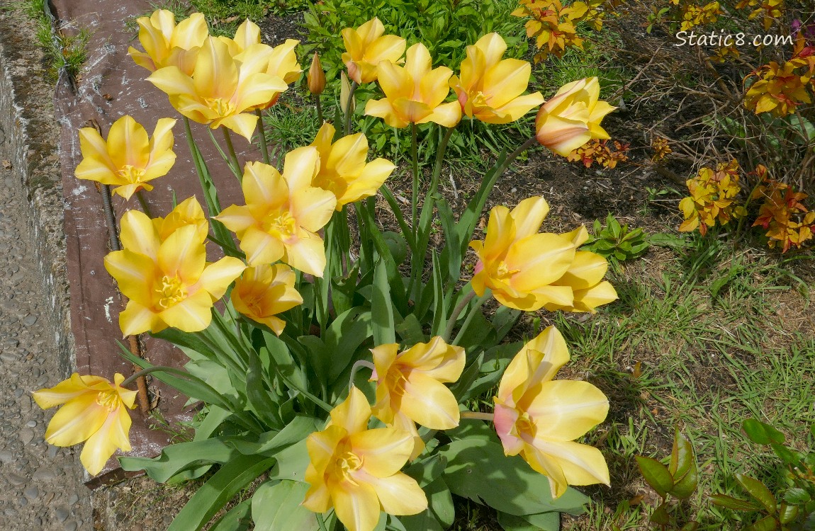 Yellow flowers
