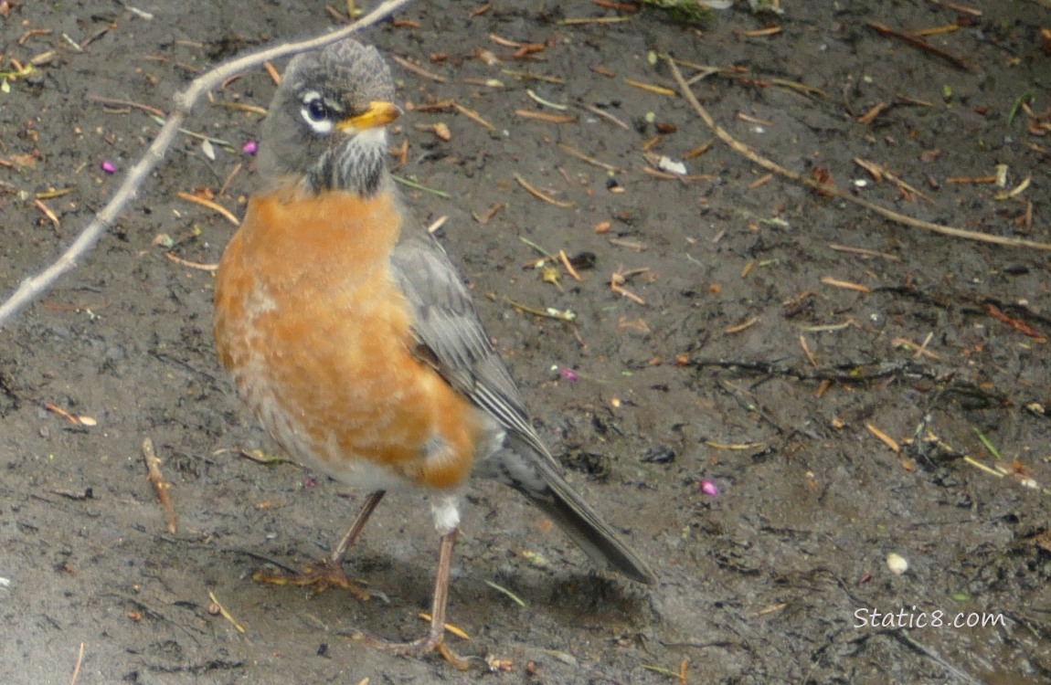 Robin standing on the mud of the creek bank