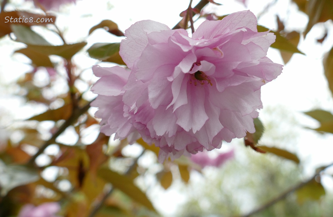 Pink, double petal Cherry blossoms