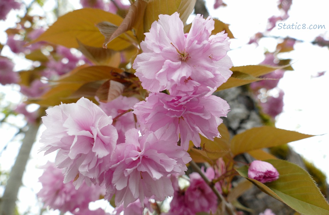 Looking up at pink, double petal Cherry Blossoms