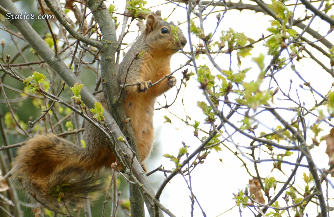 Squirrel standing in a tree with new leaf buds
