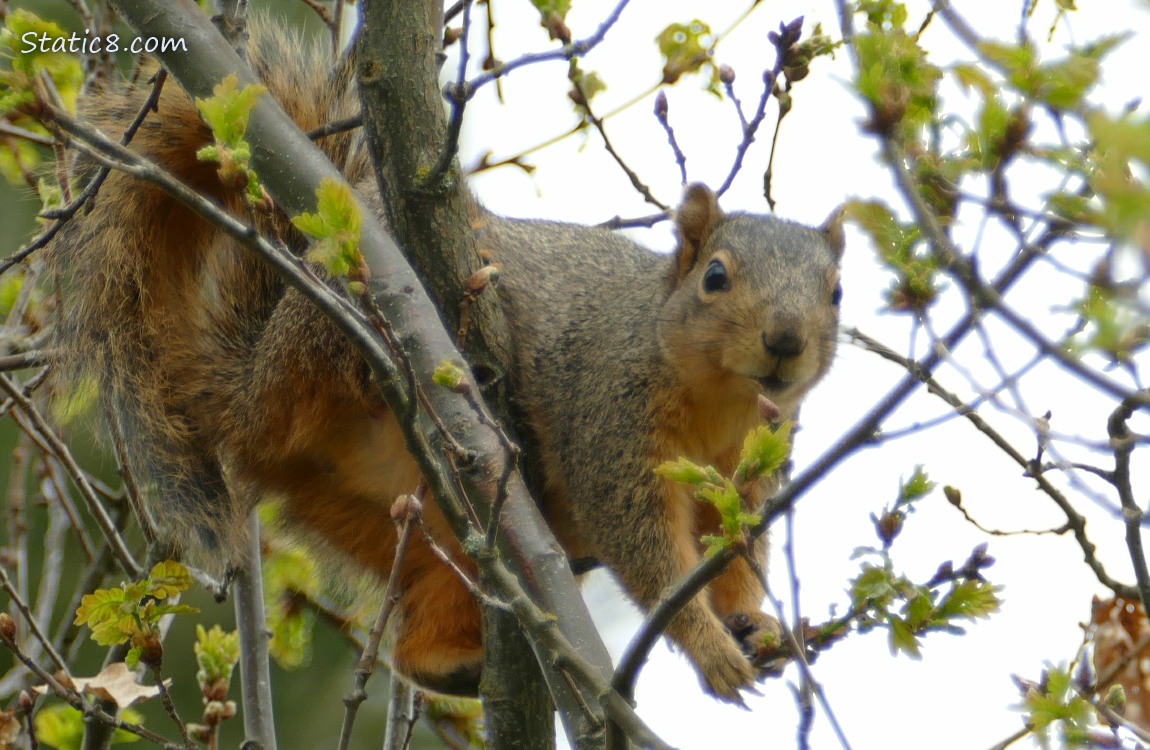 Squirrel looking down from a budding out tree