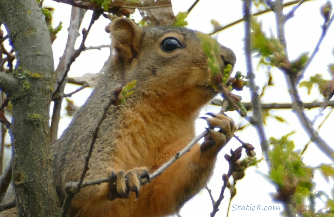Squirrel up in a tree, eating the tiny leaves budding out