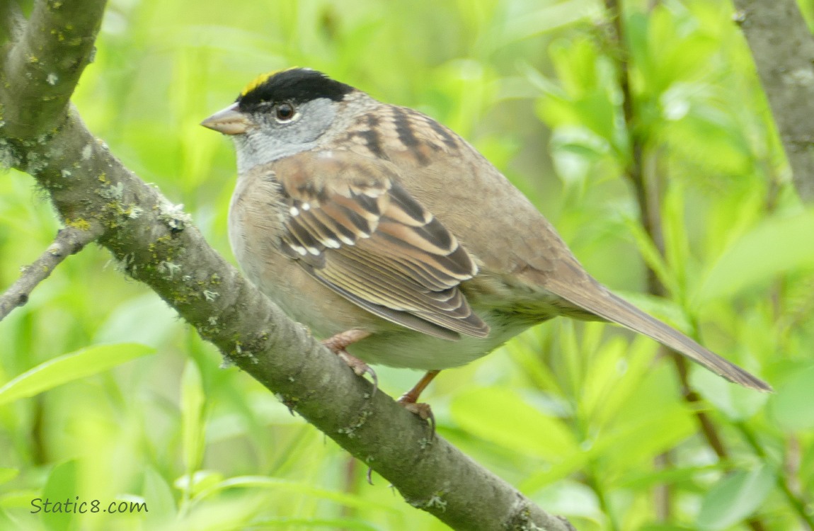 Golden Crown Sparrow standing on a twig with green in the background