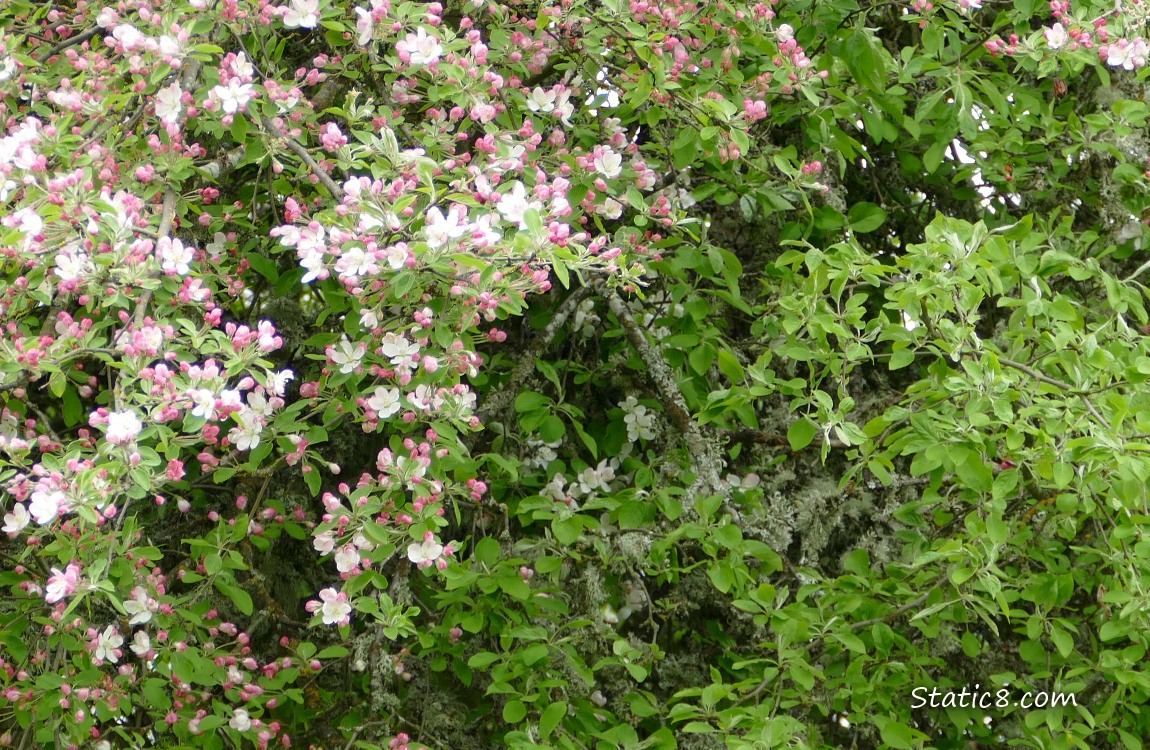 Flowering graft branch next to non flowering tree branches
