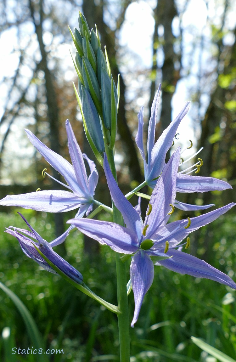 Sun shining on Camas Lily blooms in the forest