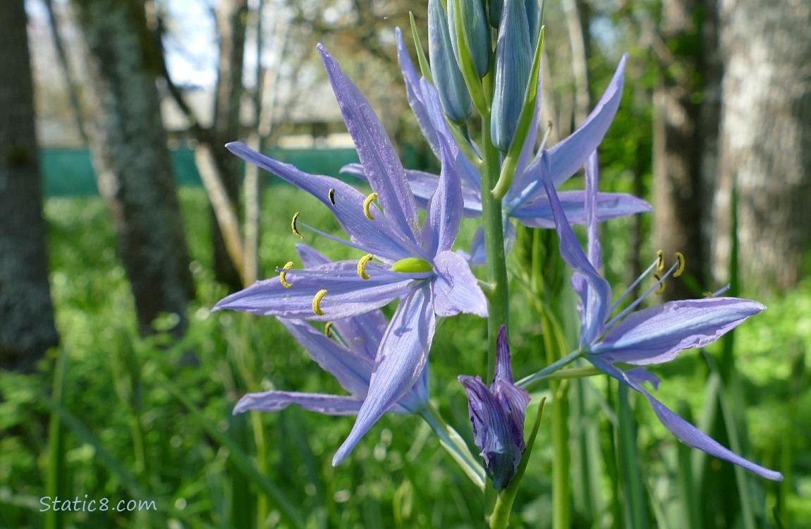 Camas Lily blooming in the forest