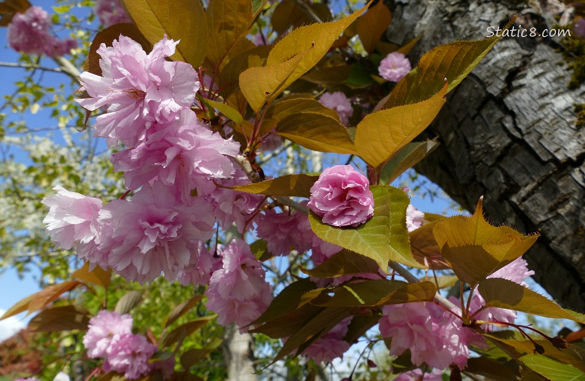 pink Cherry Blossoms with leaves and the trunk of the tree