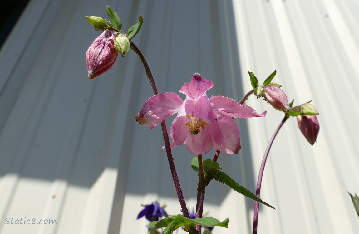 looking up at pink Columbine bloom and buds with a white tin wall in the background