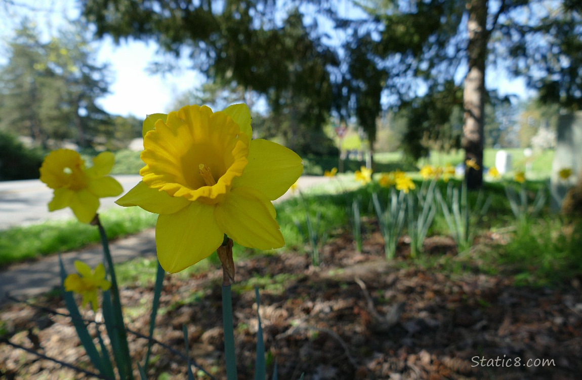 Daffodil blooms in the shade of trees
