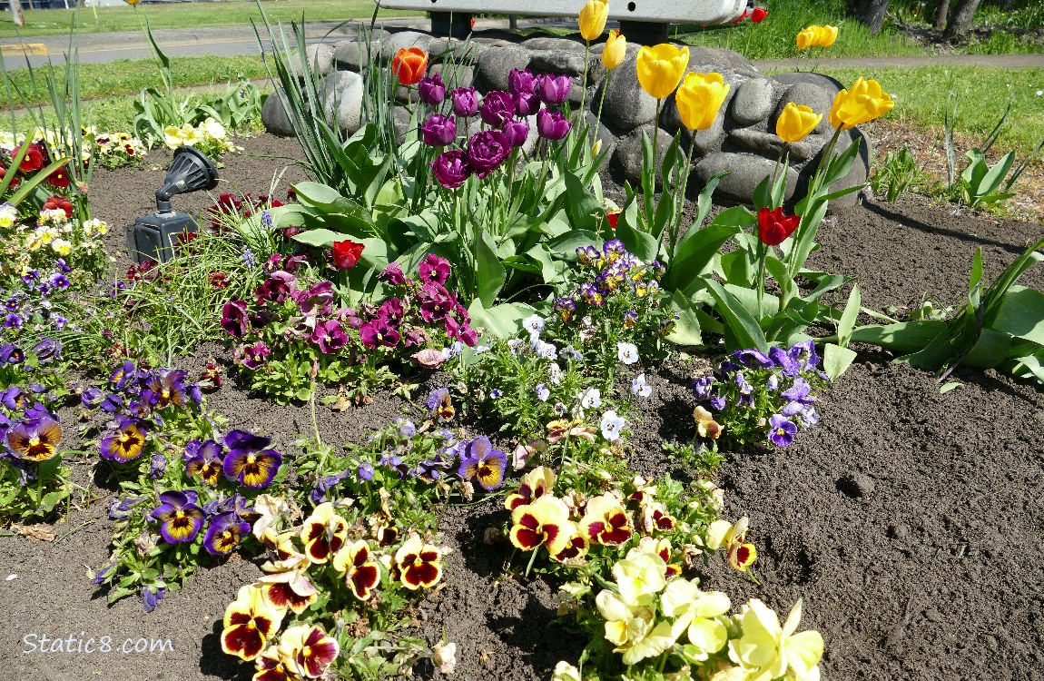 Pansies and Tulips in a flower bed