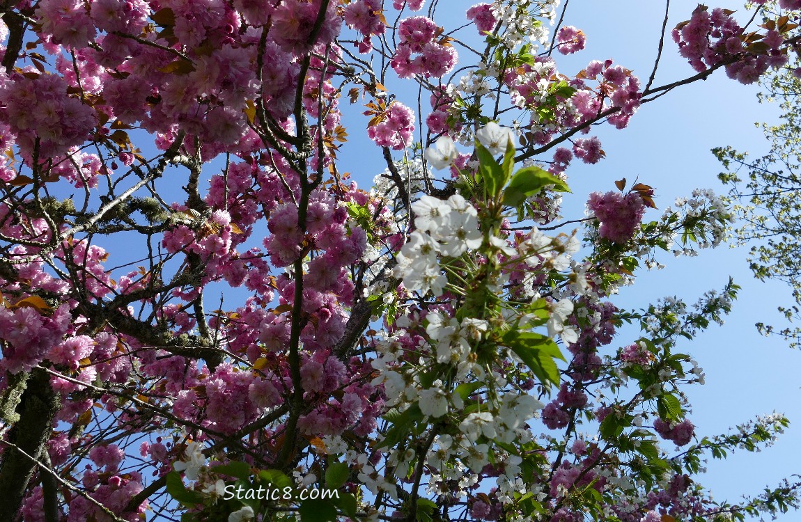 Ornamental Pink Cherry blossoms with White Sweet Cherry blossoms