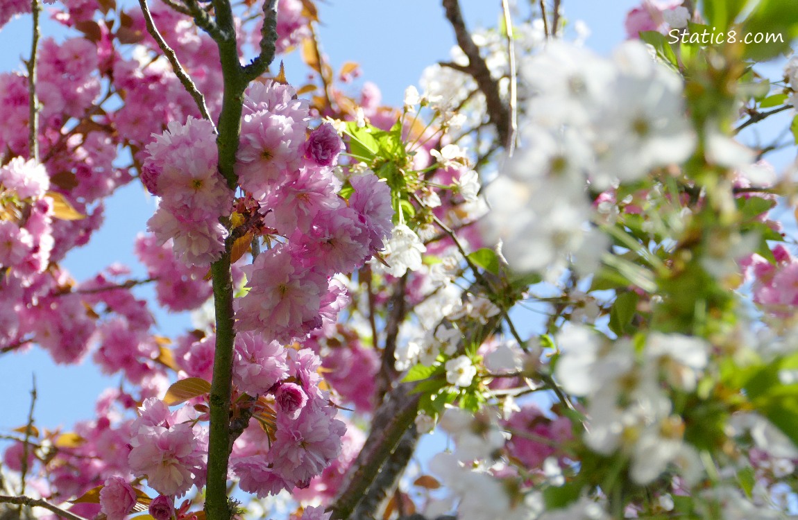 Pink Cherry Blossoms and White Cherry Blossoms