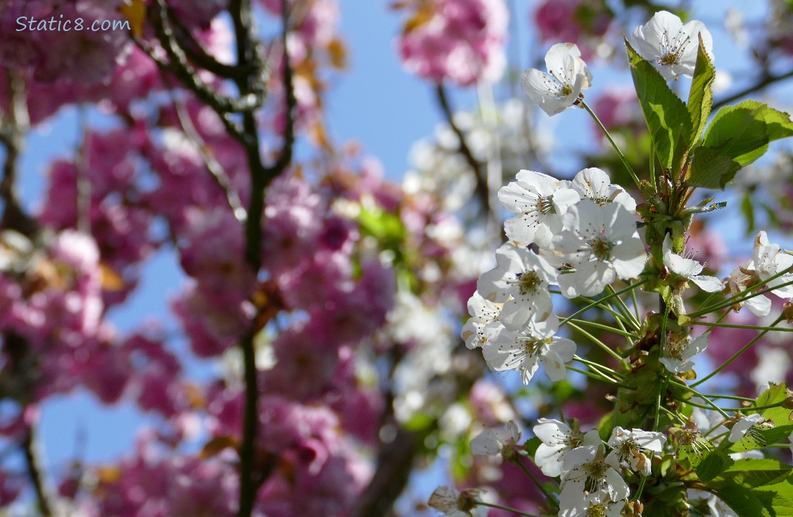 Pink Cherry Blossoms and White Cherry Blossoms