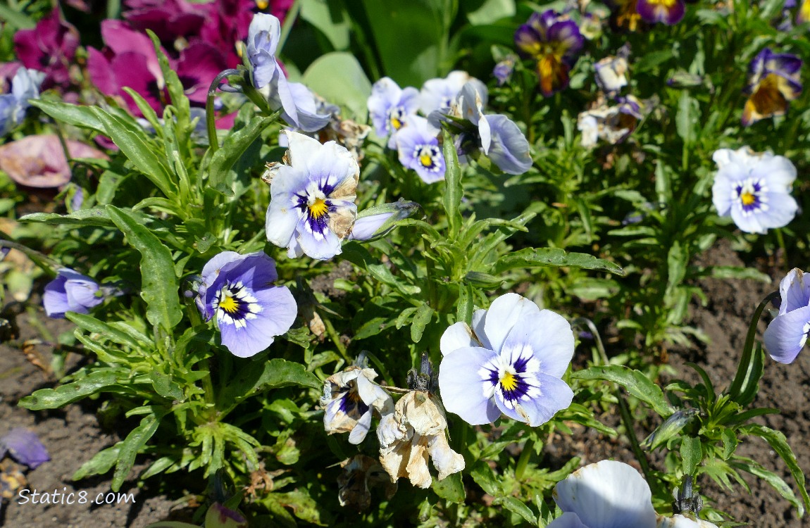 Pale purple Pansy blooms
