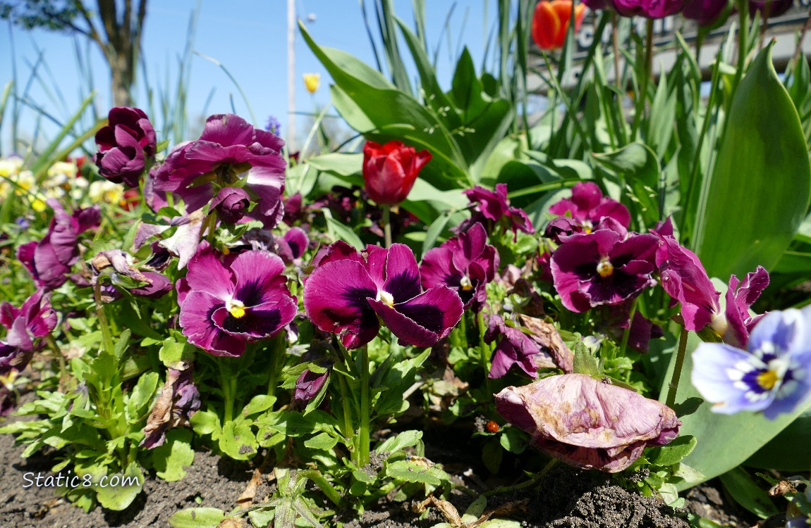Purple Pansy blooms