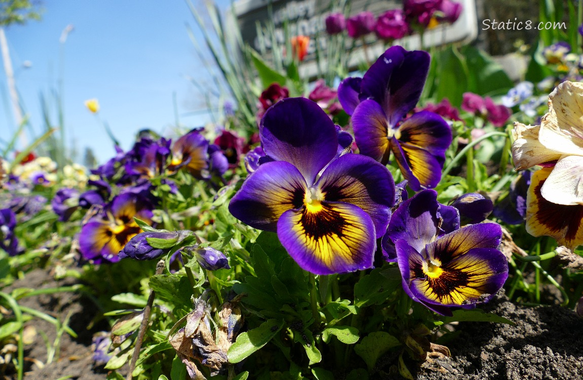 Purple and Yellow Pansy blooms