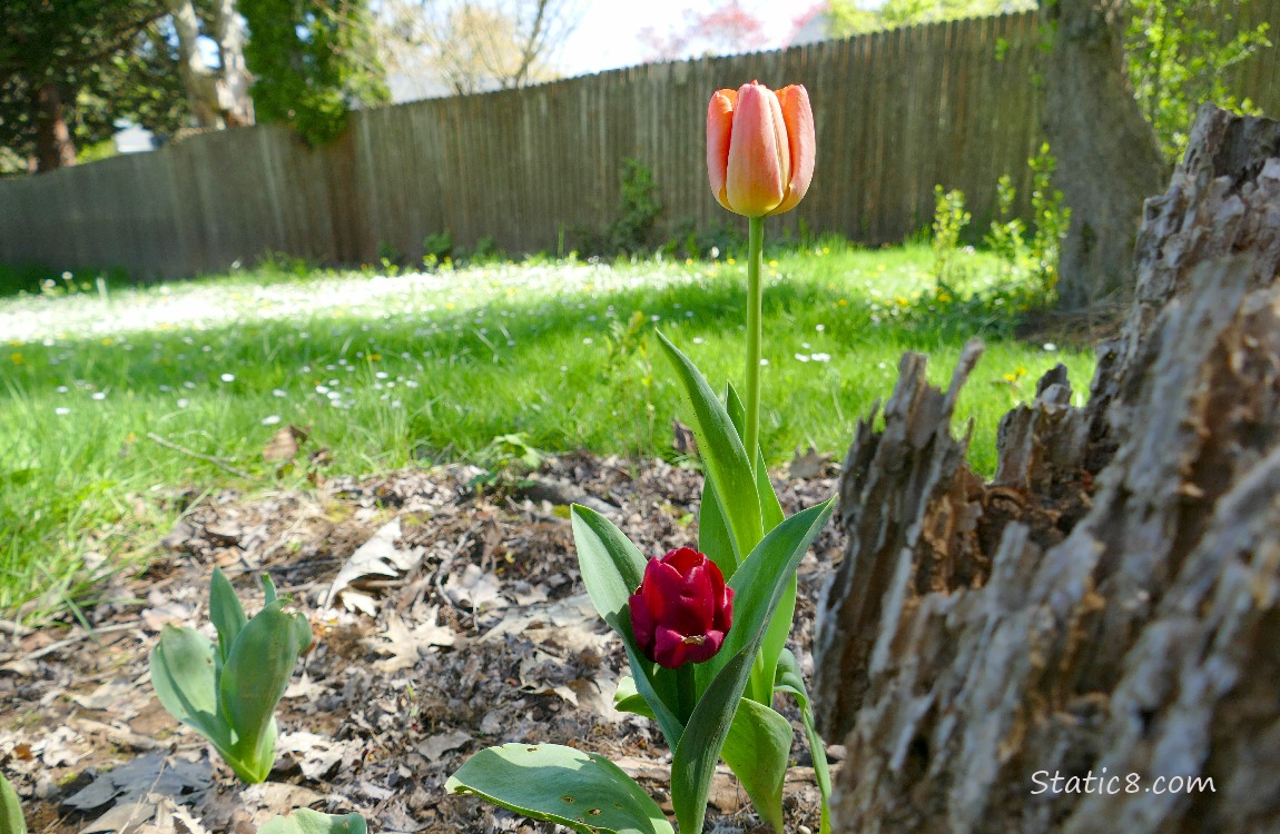 Pink and red Tulip blooms near a tree stump, in front of grass and a wood fence