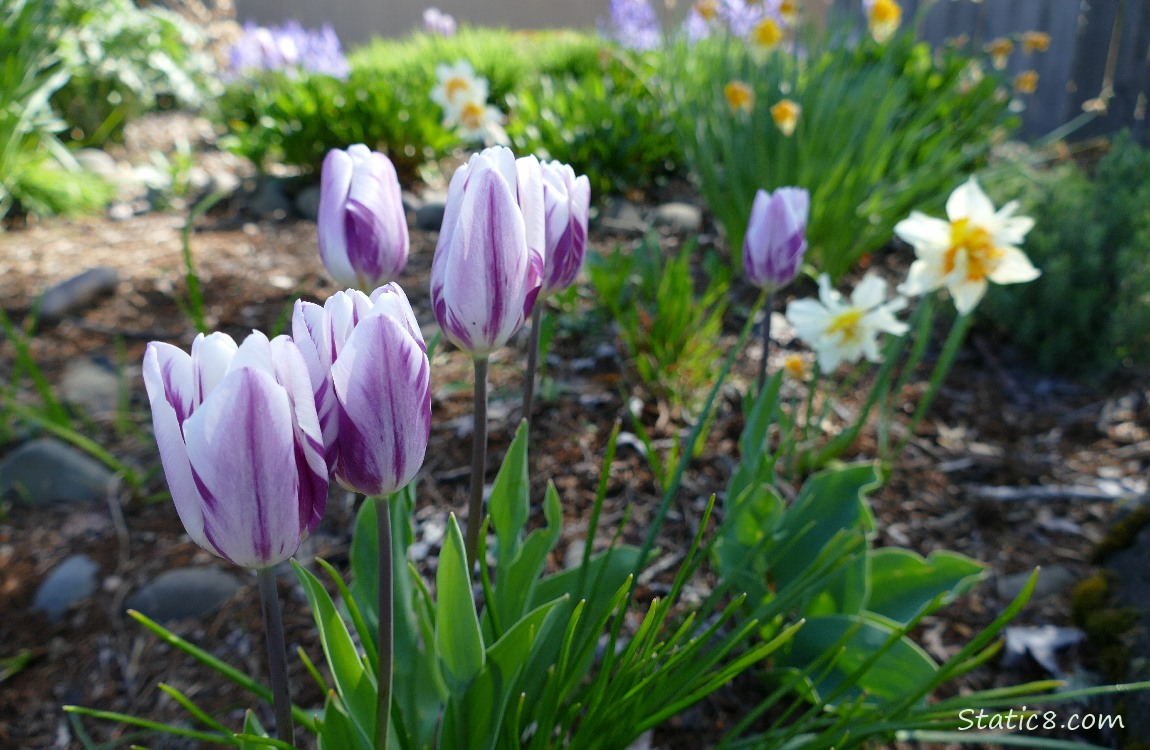 Purple and White Tulips with Narcissus blooms in the background