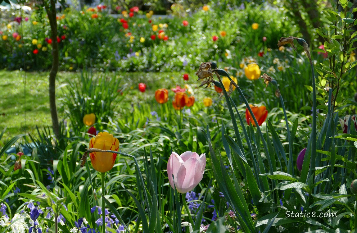 Tulips of all colours with some Spanish Bluebells