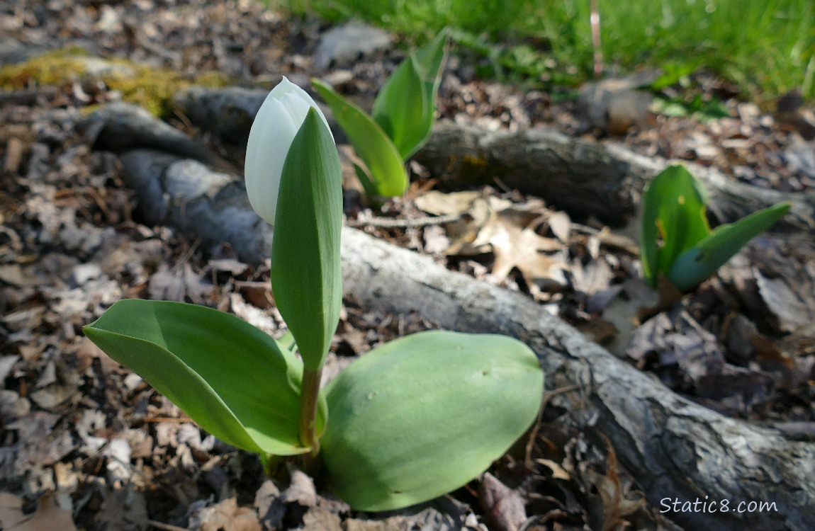 White Tulip budding out