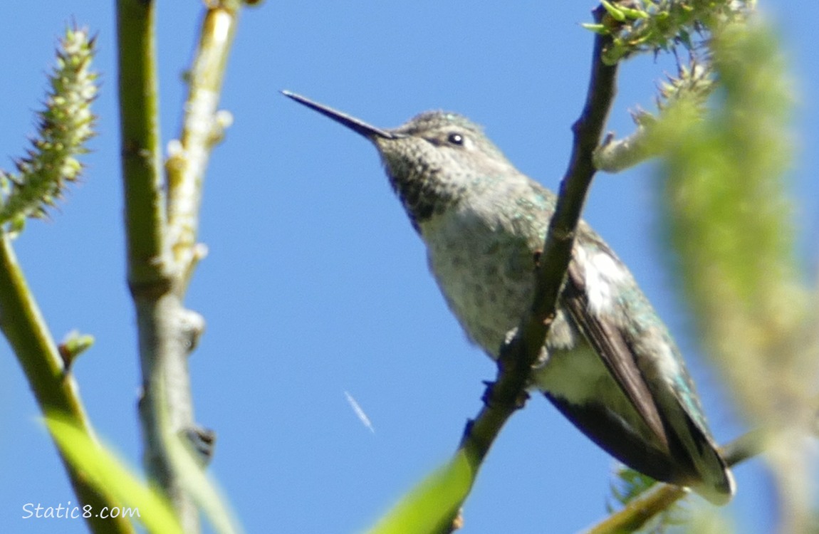Female Anna Hummingbird standing on a twig with blue sky