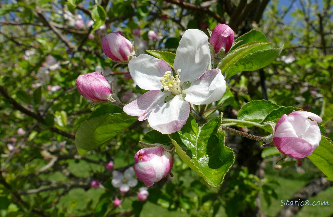 Apple Blossoms on the tree