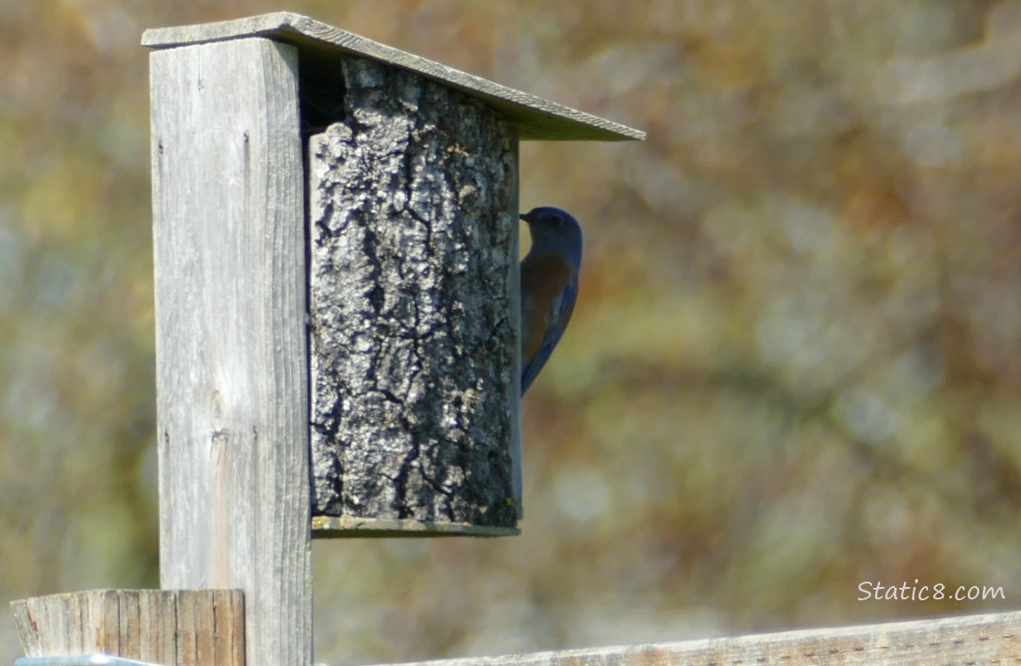 Bluebird looking in a nesting box