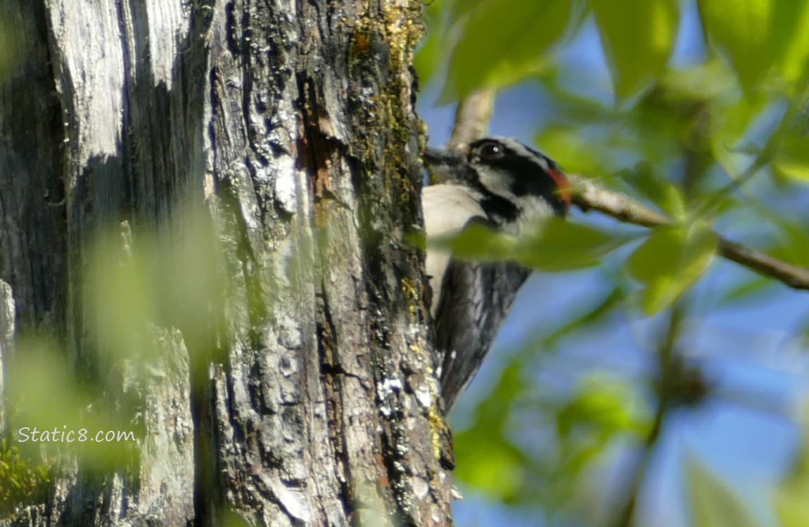Downy Woodpecker on the side of a tree trunk