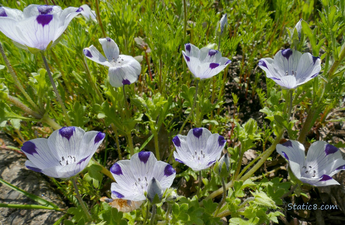 Five Spot Flower blooms