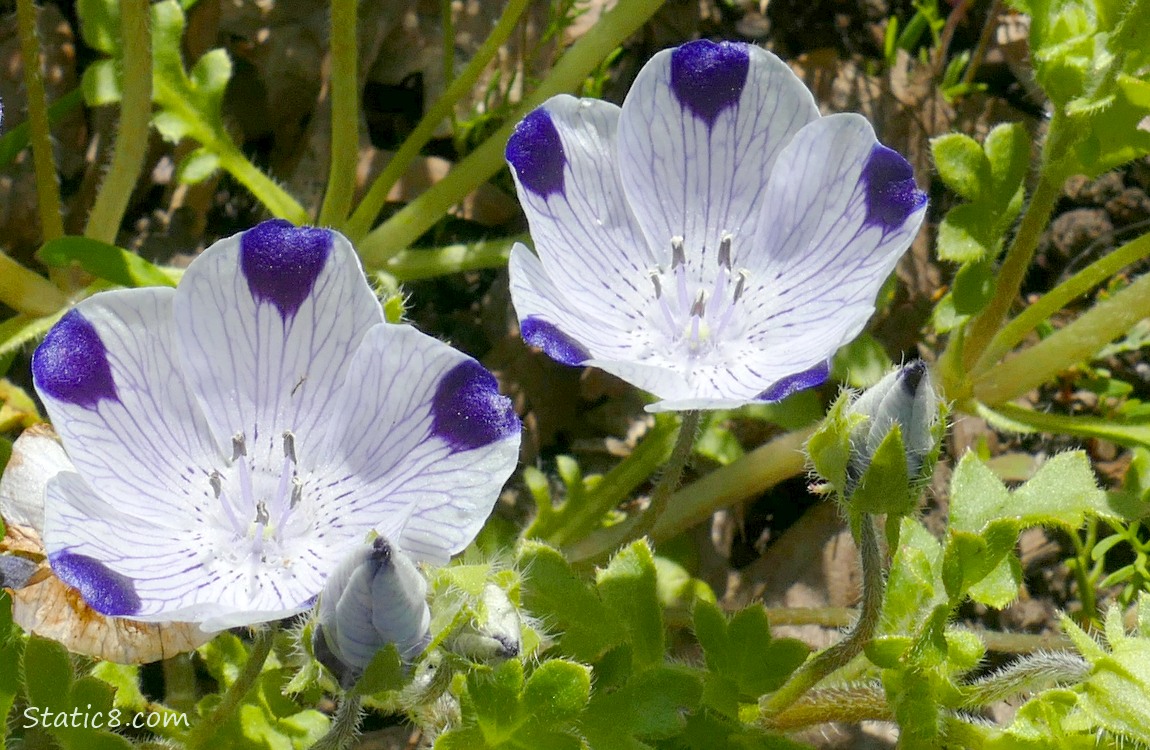 Close up of two Five Spot blooms