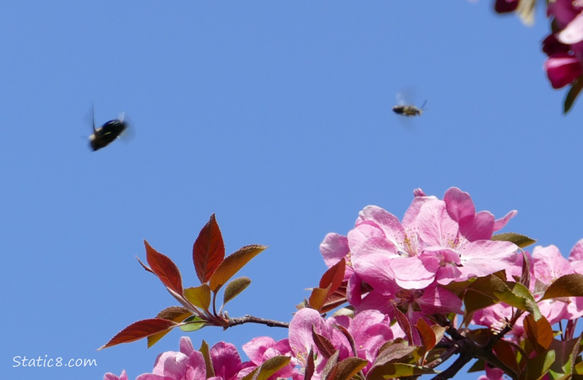 Bumblebee and Honey Bee flying over pink fruit tree blossoms