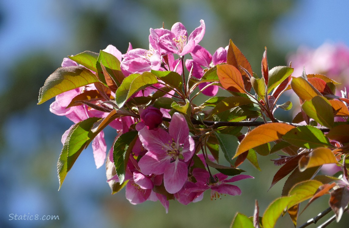 Pink fruit tree blossoms