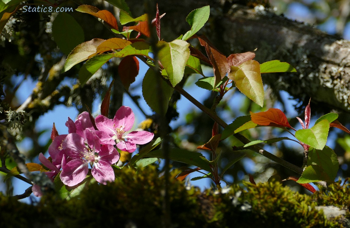 Pink fruit tree blossoms and leaves in a dark, shaded part of the tree
