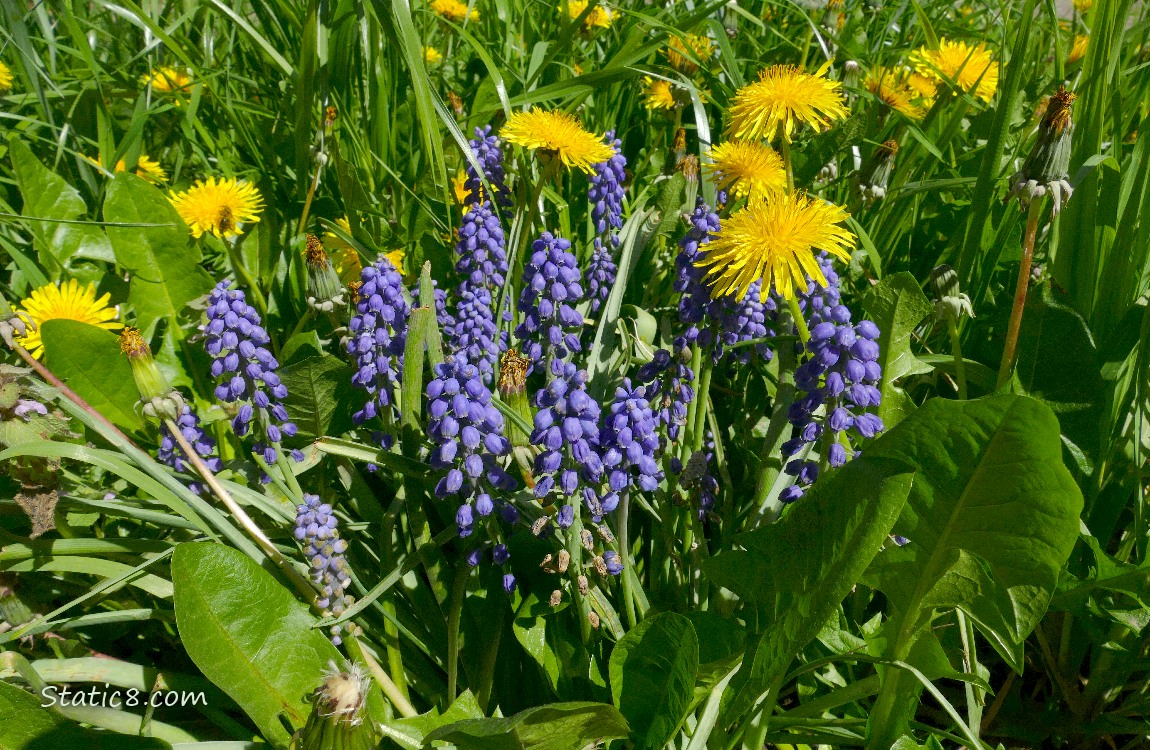 Grape Hyacinth blooms and Dandelion blooms in the grass