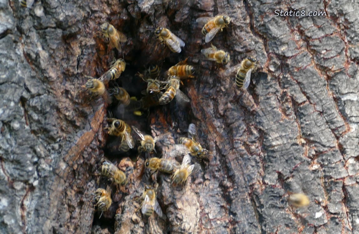 European Honey Bees going in and out of a hole in a tree trunk