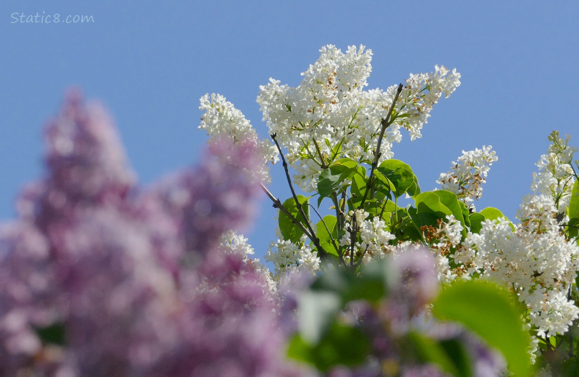 White Lilac blooms in front of the blue sky
