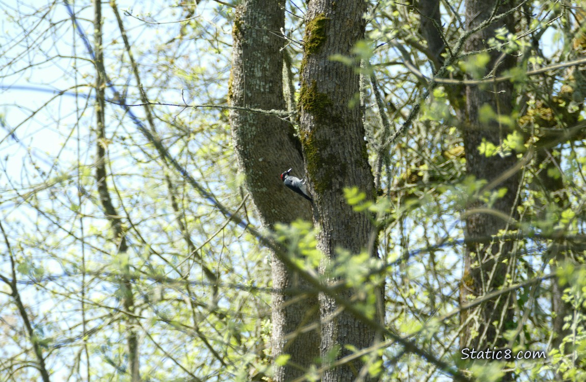 Acorn Woodpecker hanging from the side of a tree trunk in a forest