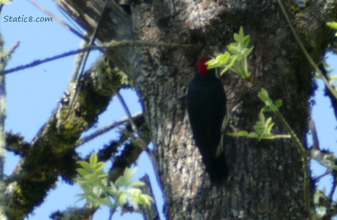 Acorn Woodpecker standing on a tree trunk