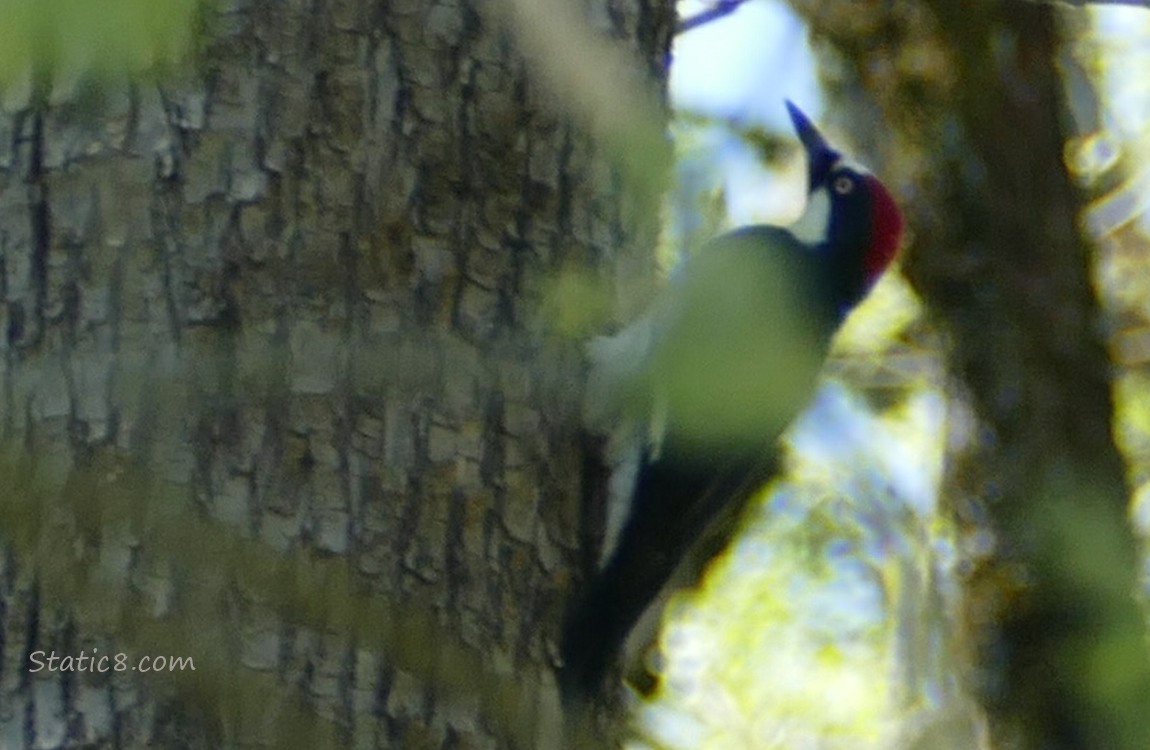 Male Acorn Woodpecker hanging from the side of a tree trunk