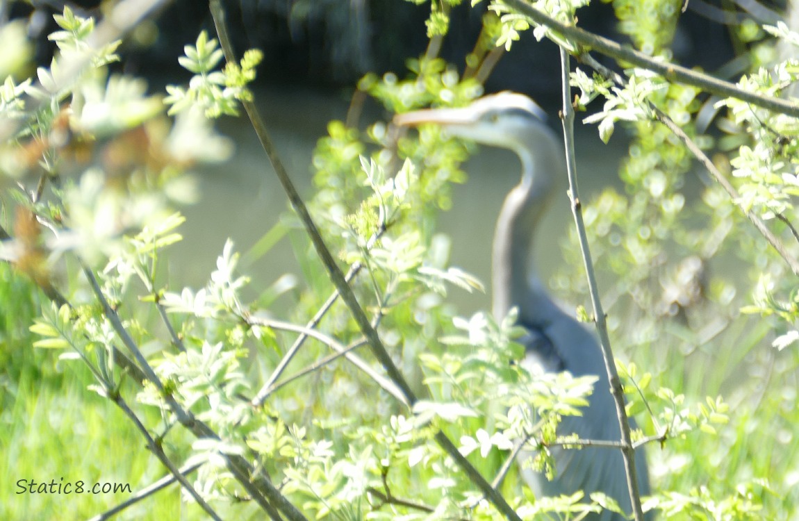 Blurry Great Blue Heron behind some budding branches