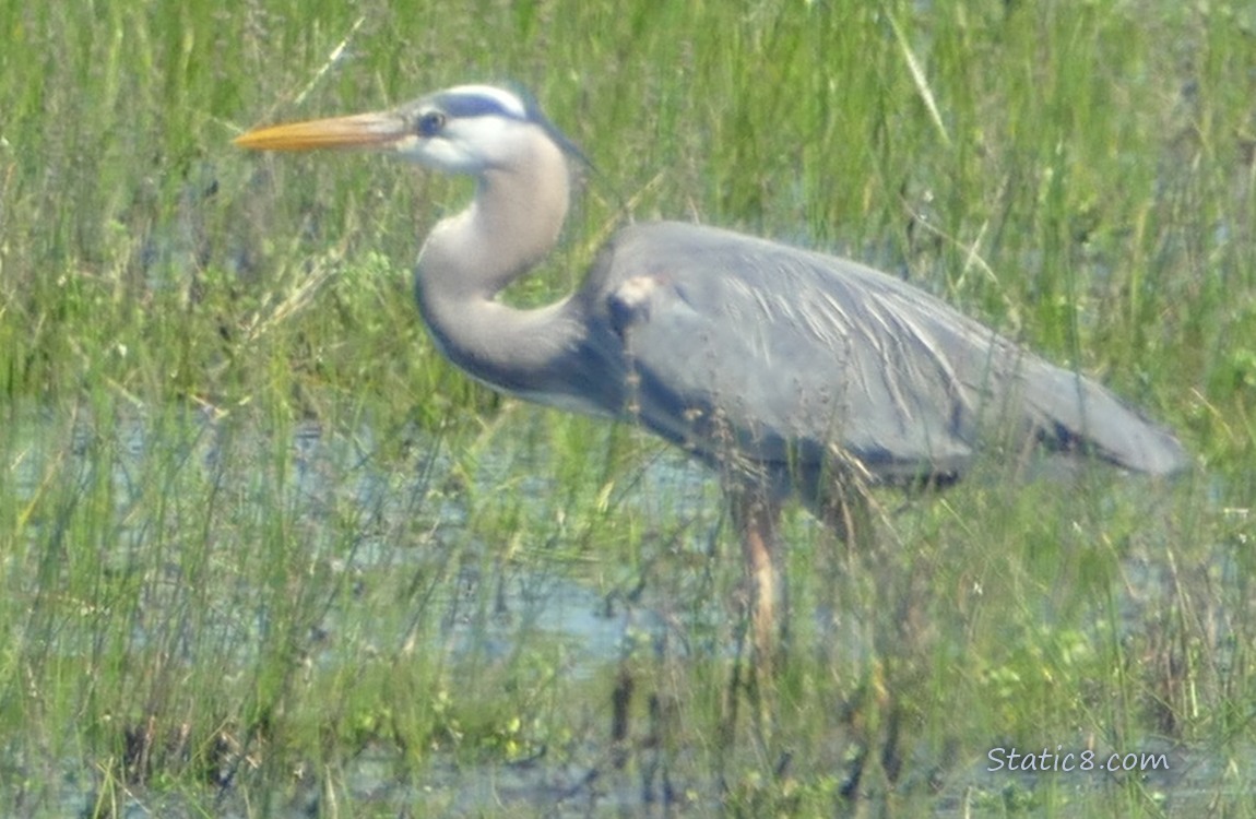 Great Blue Heron standing in the grass