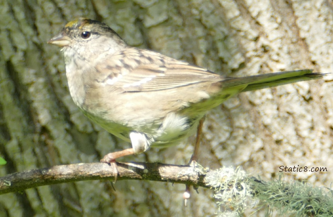 Golden Crown Sparrow looking over her back from a twig