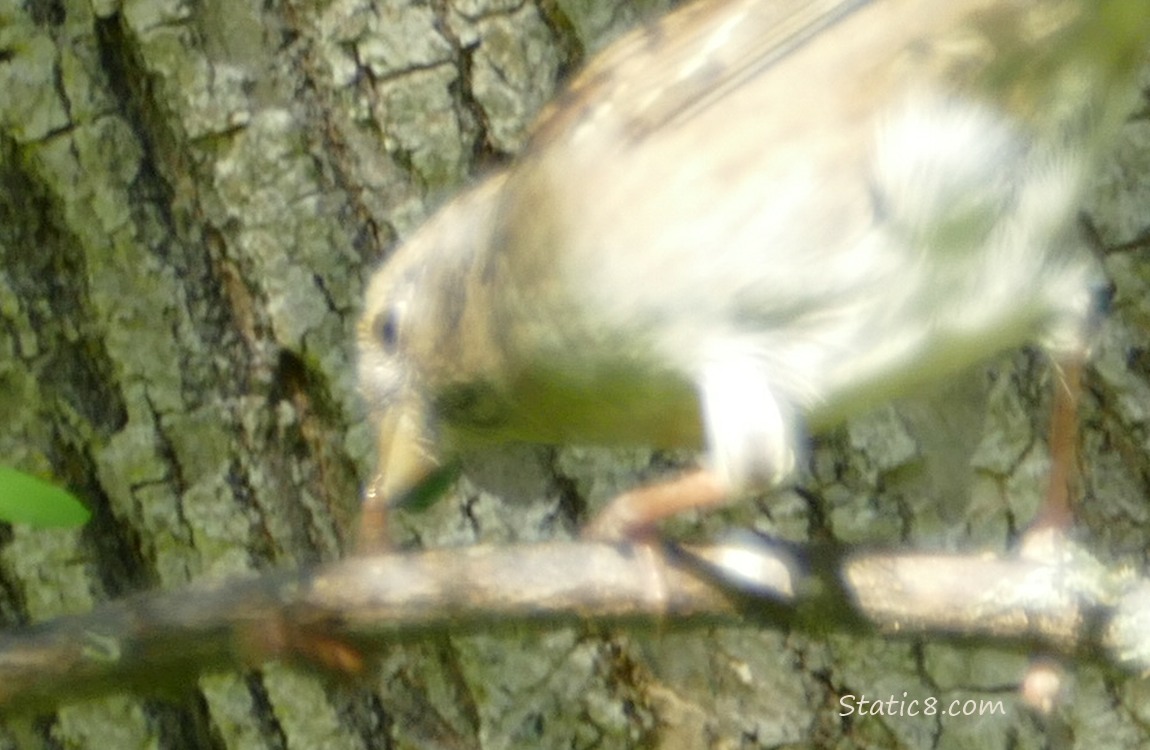 Golden Crown Sparrow with a worm in her beak, standing on a thin branch
