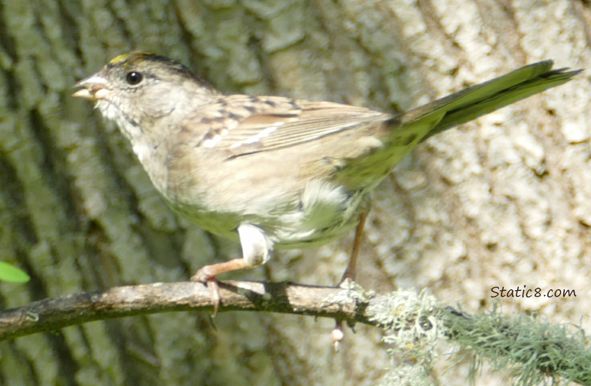 Golden Crown Sparrow with just the tip of the worm coming out of her beak