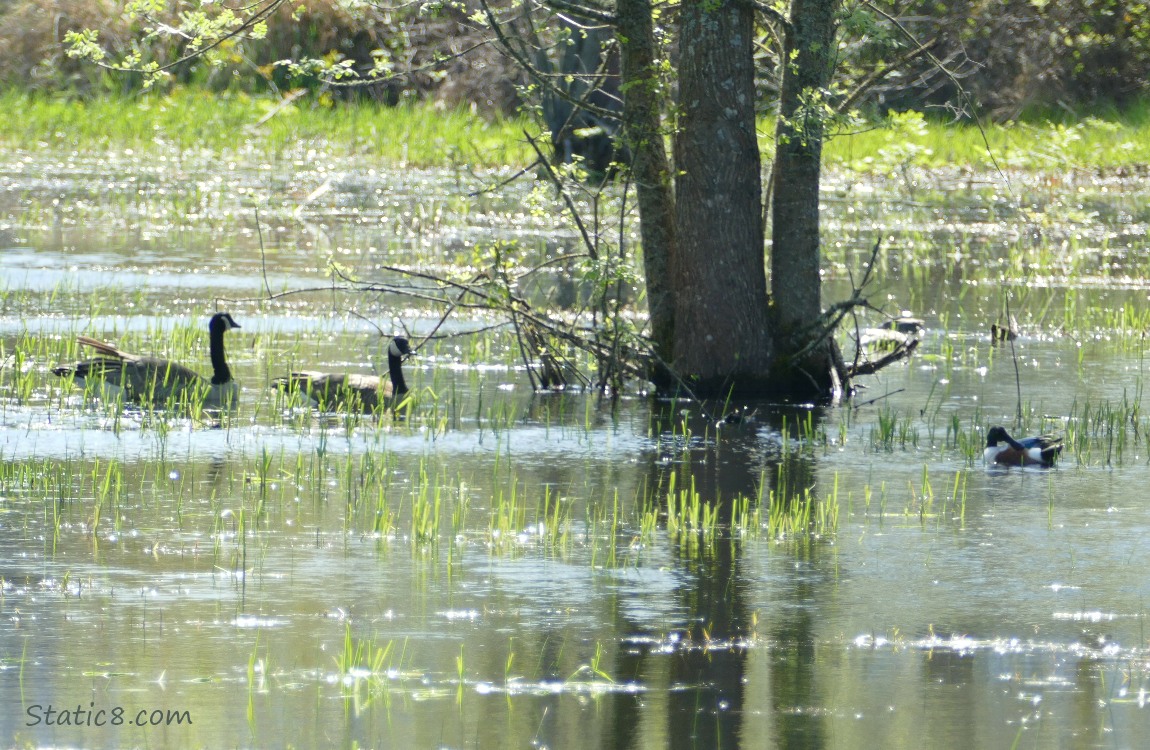 Grassy pond with Canada Geese and a duck paddling past a tree