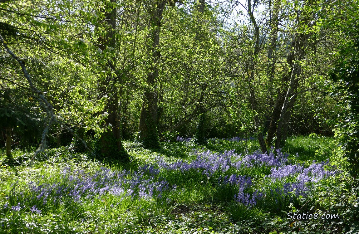 Trees surrounding a patch of purple Spanish Bluebells